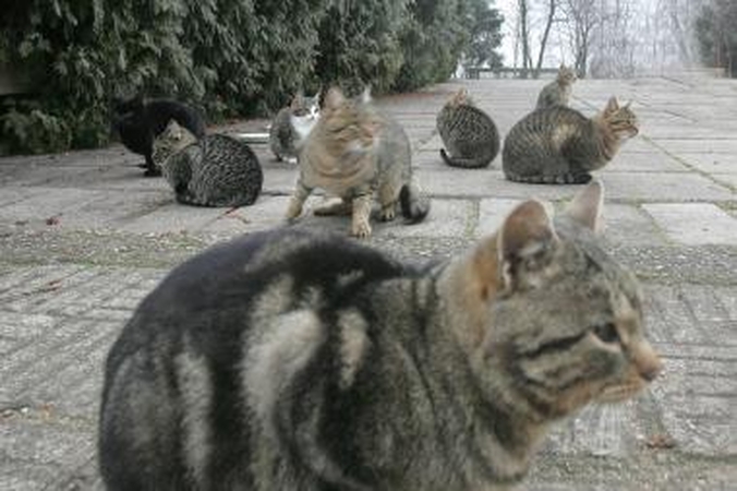 Vilniečiai galės šerti benamius gyvūnus