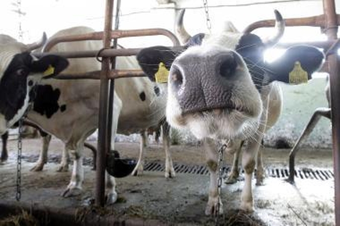 Rusija apribojo lietuviškų pieno produktų importą 
