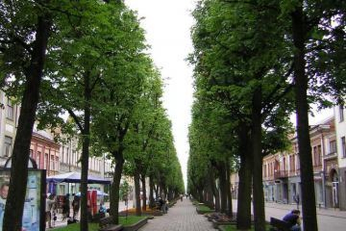 Laisvės alėja taps „Žaliąja alėja“