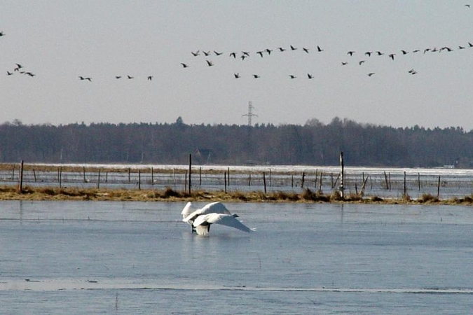Krivėnų tvenkinio sala vėl laukia paukščių