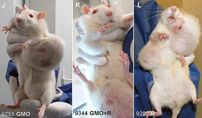 Prancūzai tvirtina atskleidę pragaištingą GMO poveikį sveikatai