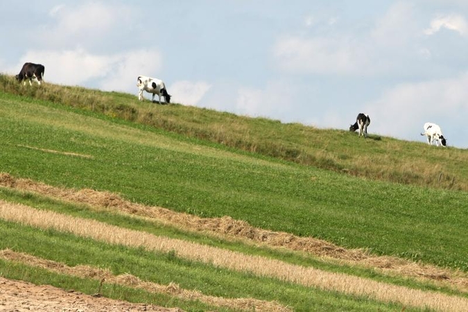 Per parą Kauno apskrityje – 23 vagystės: dingo ir karvės, ir dviratis