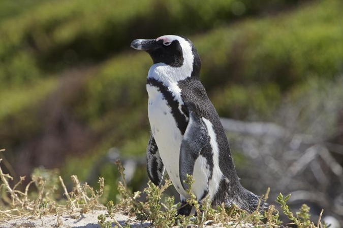 Australijoje nykstančius pingvinus saugo aviganiai
