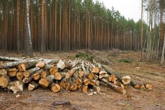 Klaipėdietis vežė vogtus rąstus