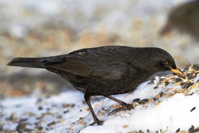 Aptiktas visiškai baltas juodasis strazdas