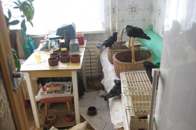 Sąlygos: dviejų kambarių bute buvusi bendrijos pirmininkė laikė per 30 balandžių.