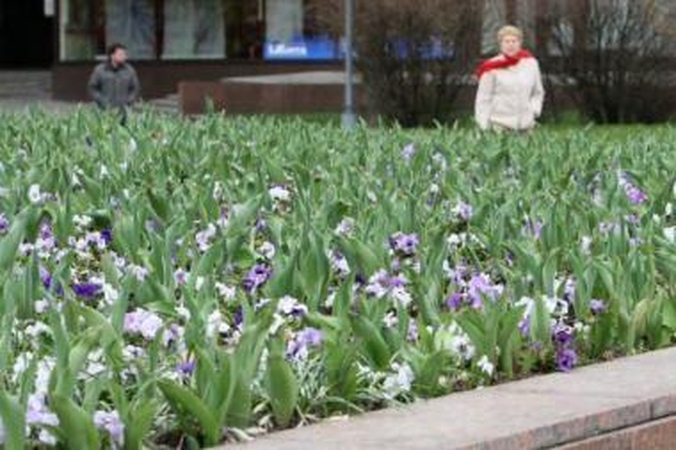 Miesto gėlynuose žydės pigesni augalai