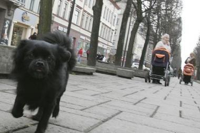 Viešosios erdvės, virtusios šunų tualetais