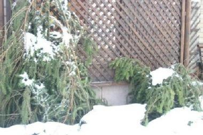 Gėlių karalienę žadinkime atsargiai