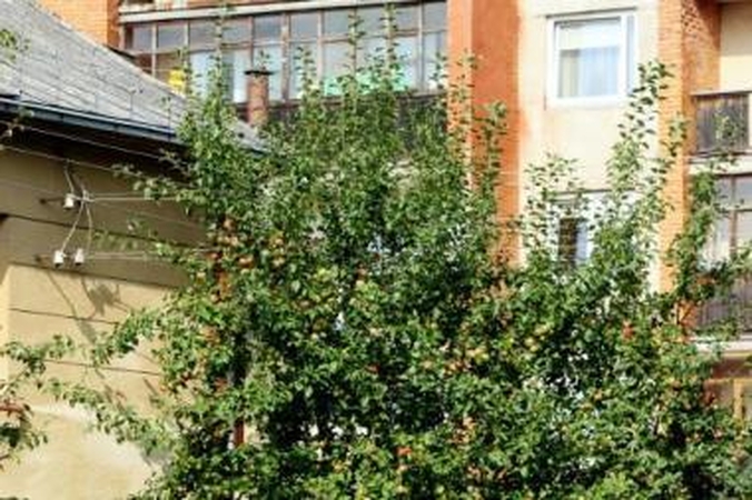 Nepastebėjo: VST darbuotojai teigė elektros linijas apžiūrintys dukart per metus, tačiau šių į laidus įsipainiojusių šakų nepamatė.