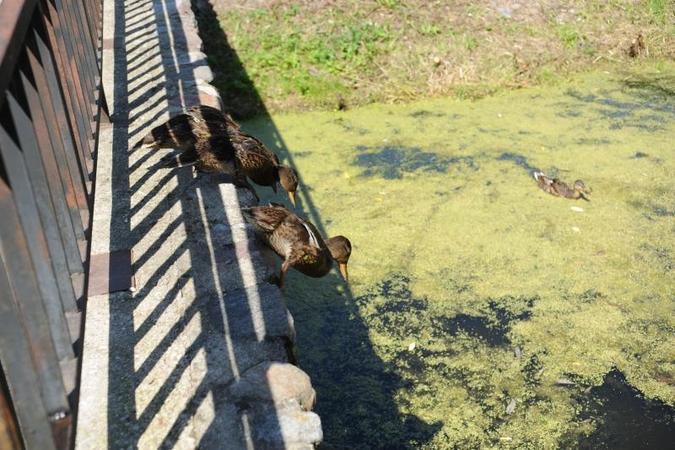 Kūdrų parkas Užupyje laukia atgimimo