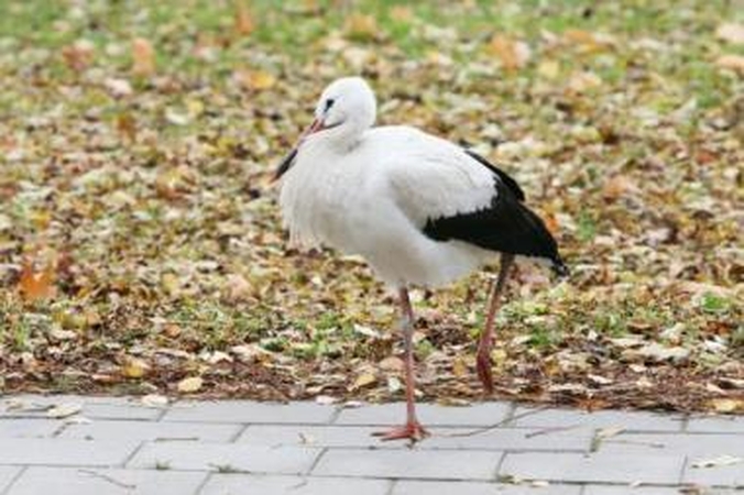 Situacija: nors gandrai Lietuvoje yra pripažinti saugomais paukščiais, gyvūnų globėjai dvi paras buvo abejingi sužeistam sparnuočiui.