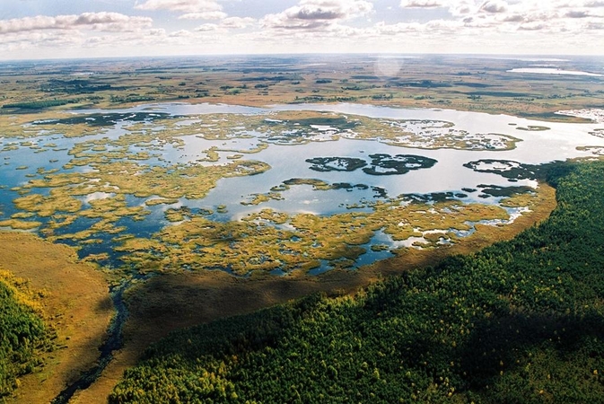 Žuvinto rezervate biokuras gaminamas iš nendrių